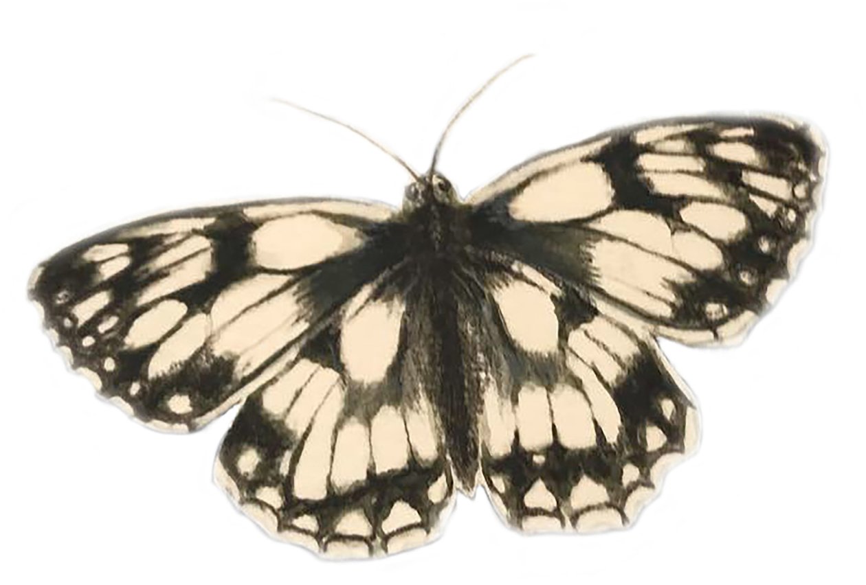 Mariposa blanca jaspeada, 2019 (pintura de acuarela y lápiz) de Eleanor Grafton