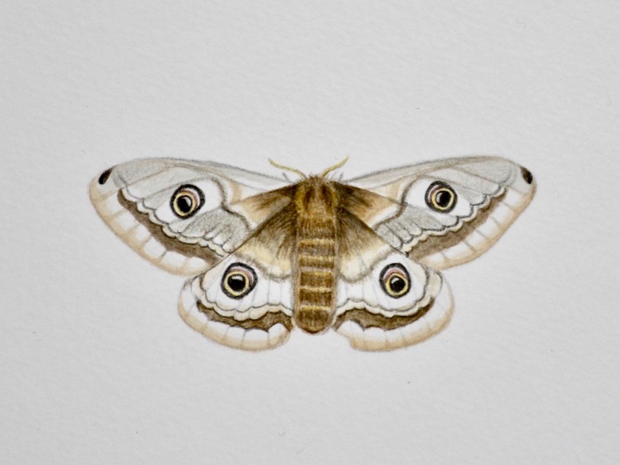 Polilla, 2019 (pintura de acuarela y lápiz) de Eleanor Grafton