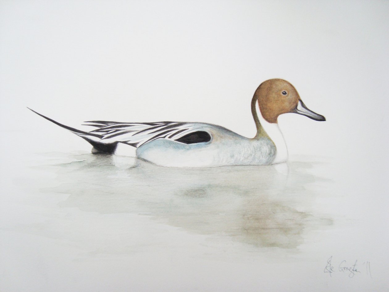 Ánade rabudo, 2011 (acuarela y lápiz) de Eleanor Grafton