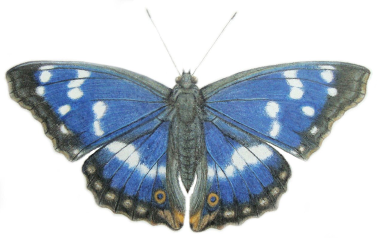 Purple Emperor, 2012 (acuarela y lápiz sobre papel) de Eleanor Grafton