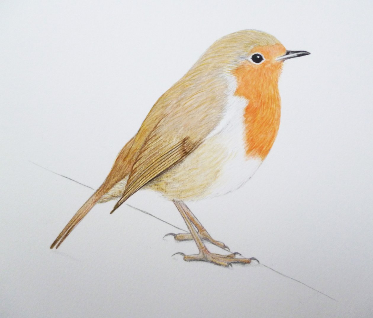 Robin, 2011 (pintura de acuarela y lápiz) de Eleanor Grafton