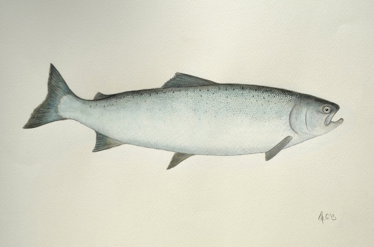 Salmón, 2013 (pintura de acuarela y lápiz) de Eleanor Grafton