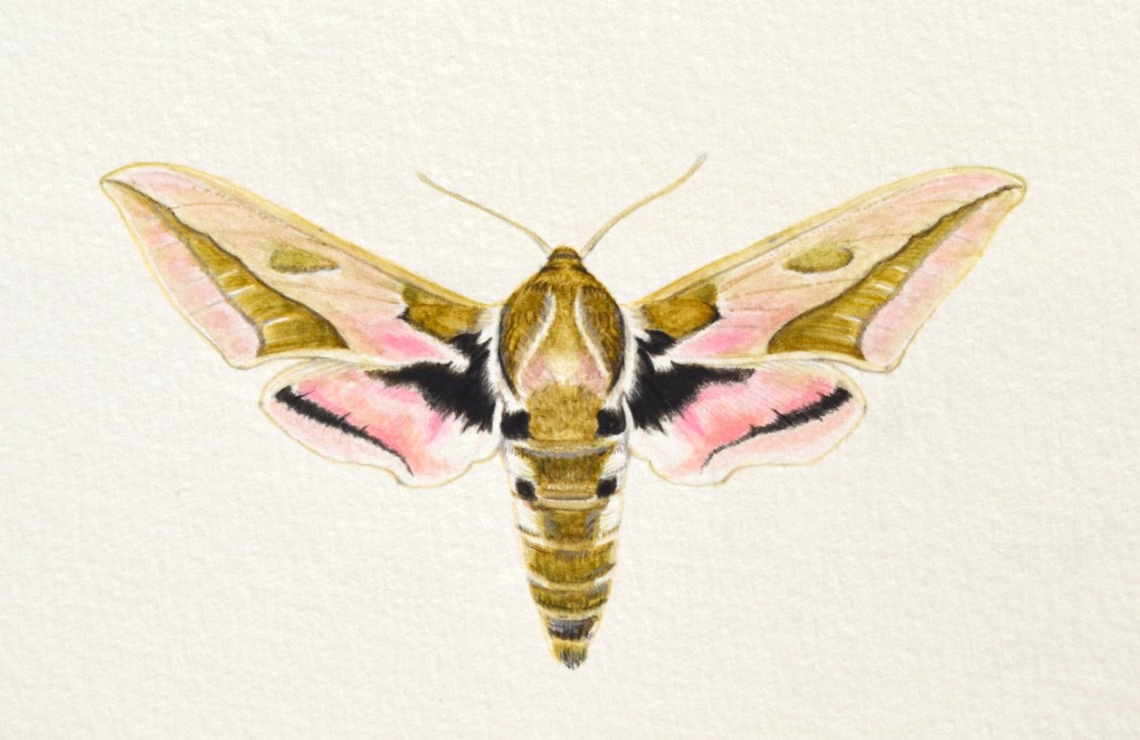 Polilla del tártago, 2023 (acuarela) de Eleanor Grafton