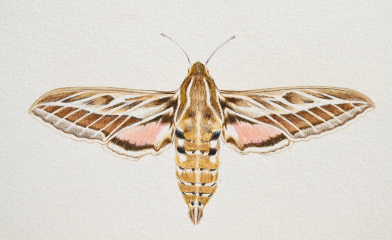 Polilla del halcón rayado, 2023 de Eleanor Grafton