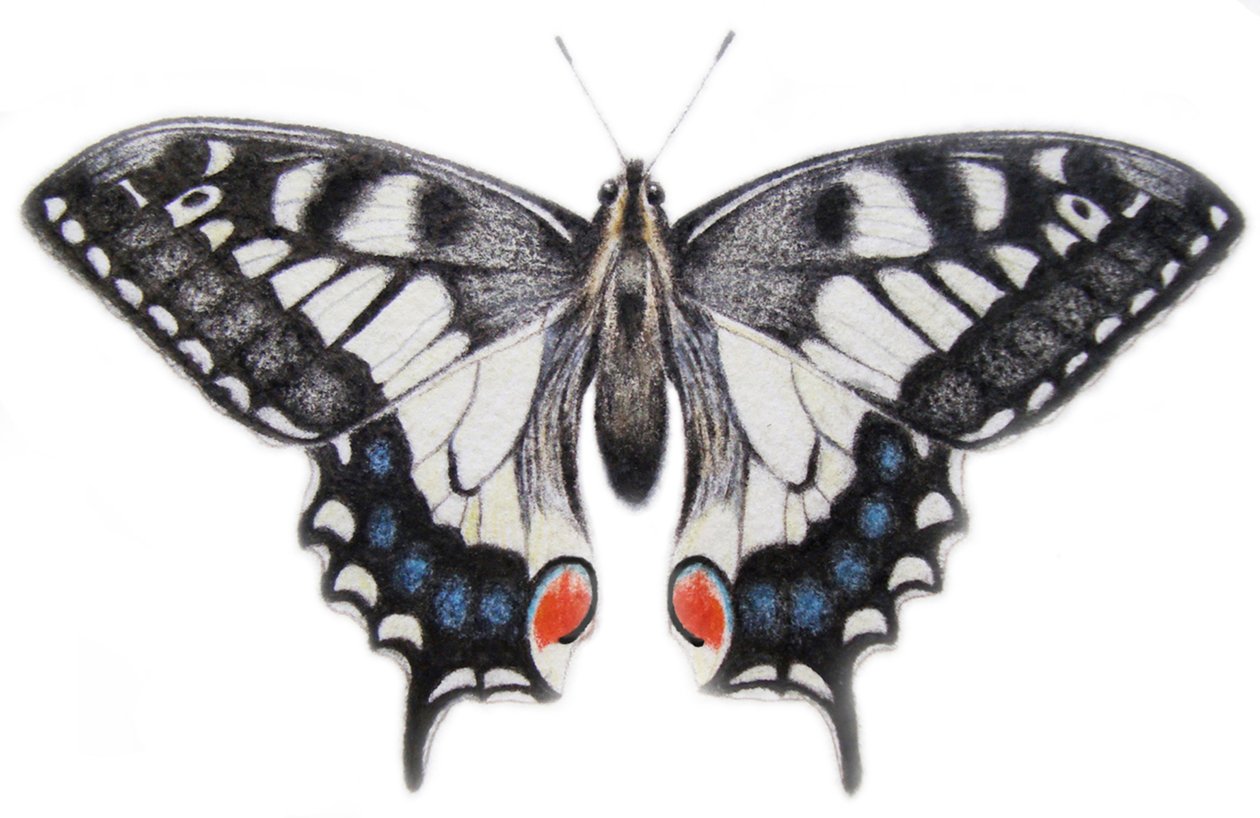 Cola de golondrina, 2012 (acuarela y lápiz) de Eleanor Grafton