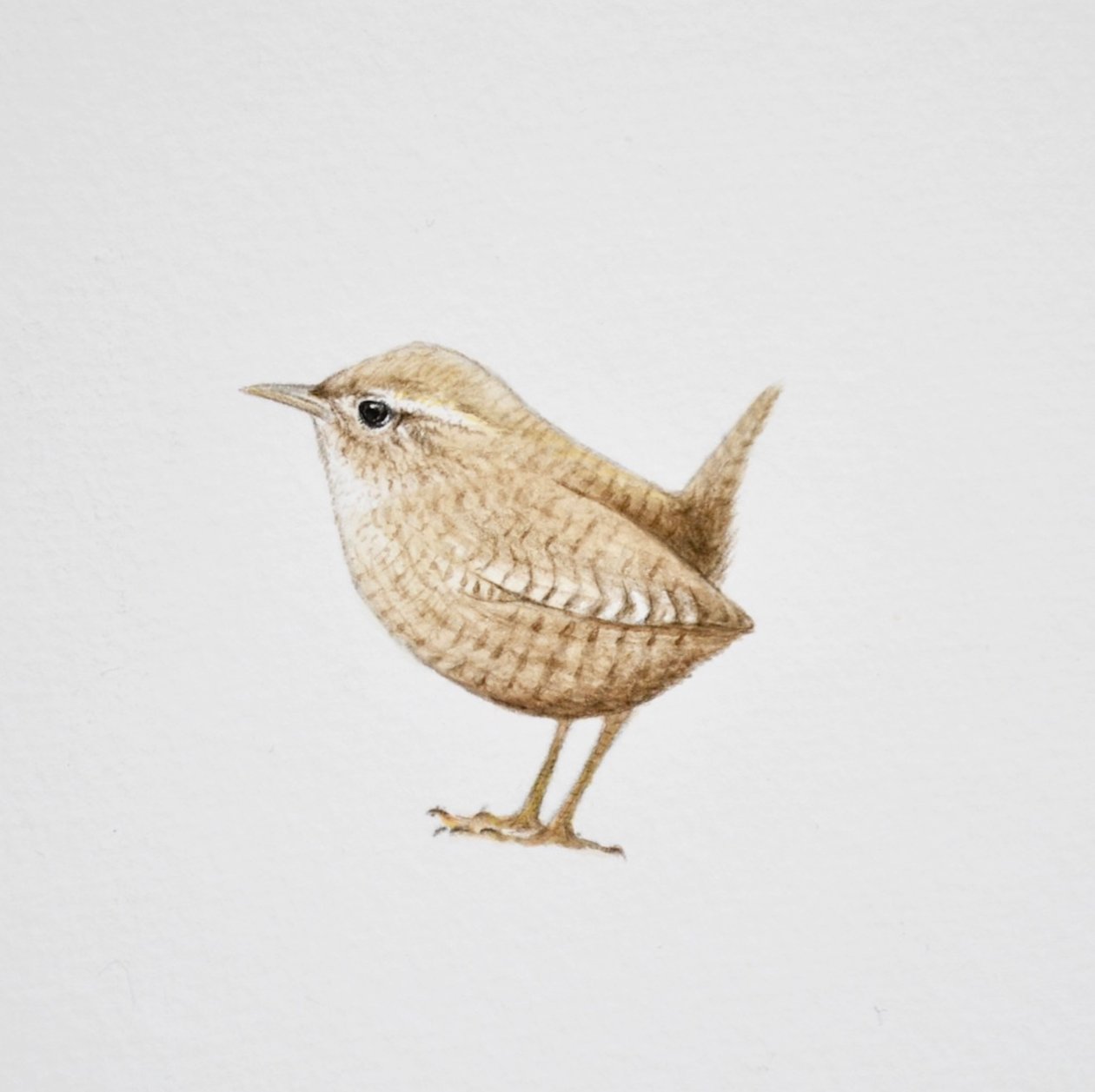 Wren, 2019 (pintura acuarela y lápiz) de Eleanor Grafton