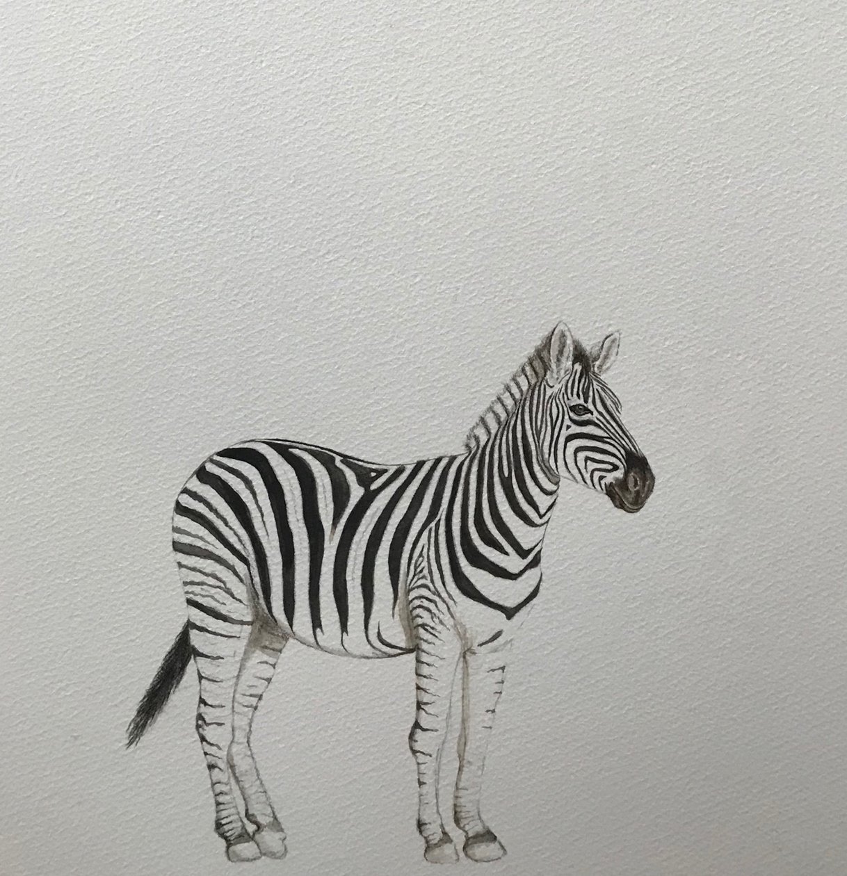 Cebra, 2018 (lápiz acuarelable y pintura) de Eleanor Grafton