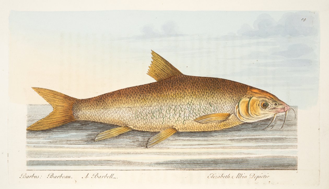 El barbo, de Un tratado sobre peces y estanques de peces, pub. 1832 de Eleazar Albin