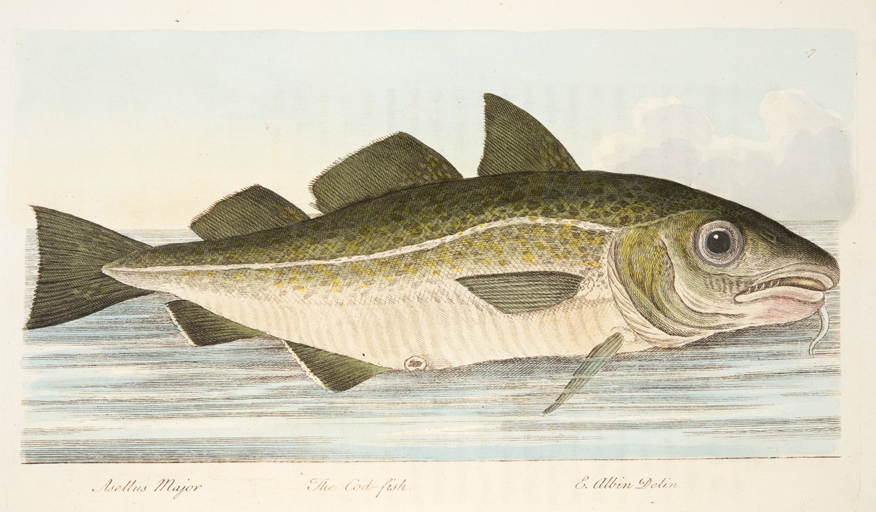 El bacalao, de Un tratado sobre peces y estanques de peces, pub. 1832 de Eleazar Albin