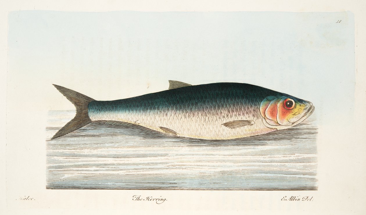 El arenque, de Un tratado sobre peces y estanques de peces, pub. 1832 de Eleazar Albin