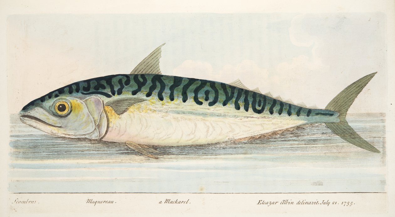 La caballa, de Un tratado sobre peces y estanques de peces, pub. 1832 de Eleazar Albin