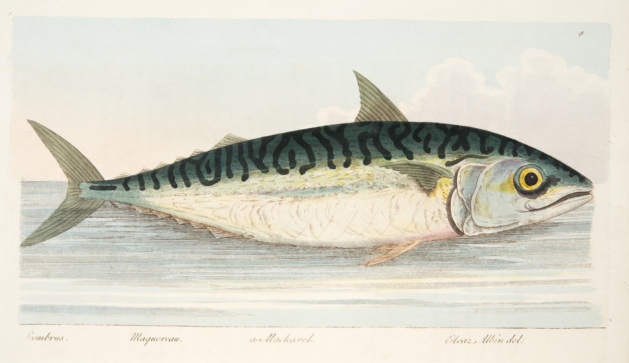 La caballa, de Un tratado sobre peces y estanques de peces, pub. 1832 de Eleazar Albin