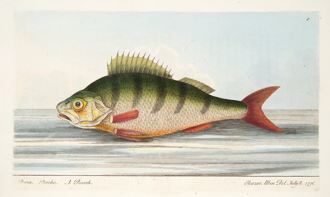 La perca, de Un tratado sobre peces y estanques de peces, pub. 1832 de Eleazar Albin