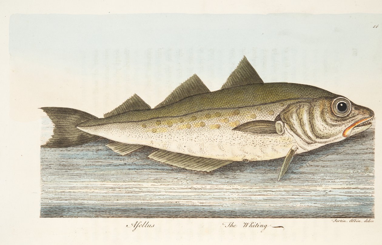El merlán, de Un tratado sobre peces y estanques de peces, pub. 1832 de Eleazar Albin
