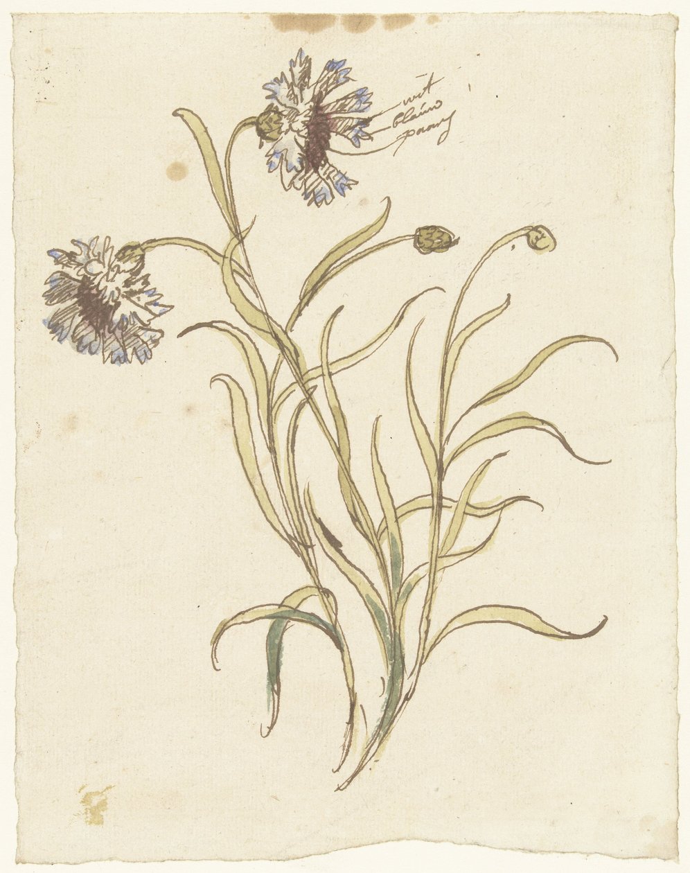 Claveles de Elias van Nijmegen