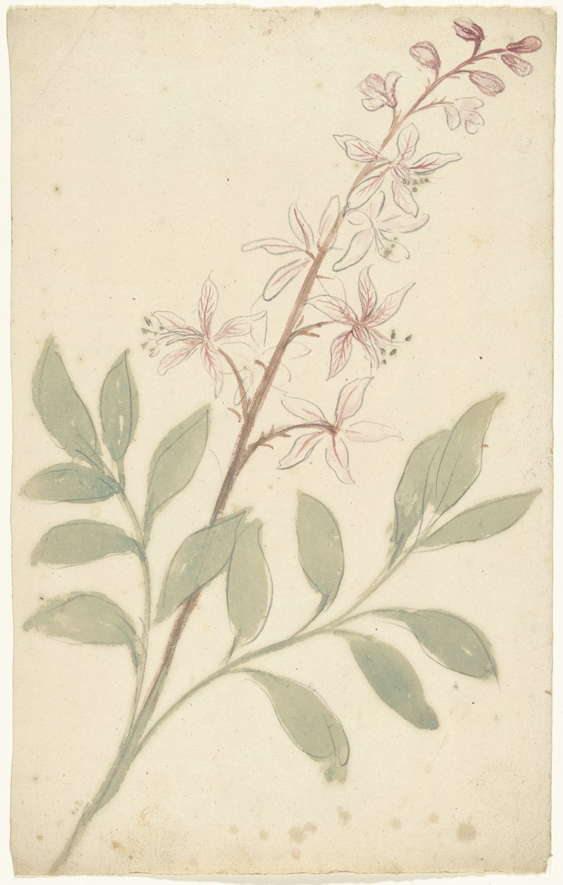 Estudio de las flores de Elias van Nijmegen