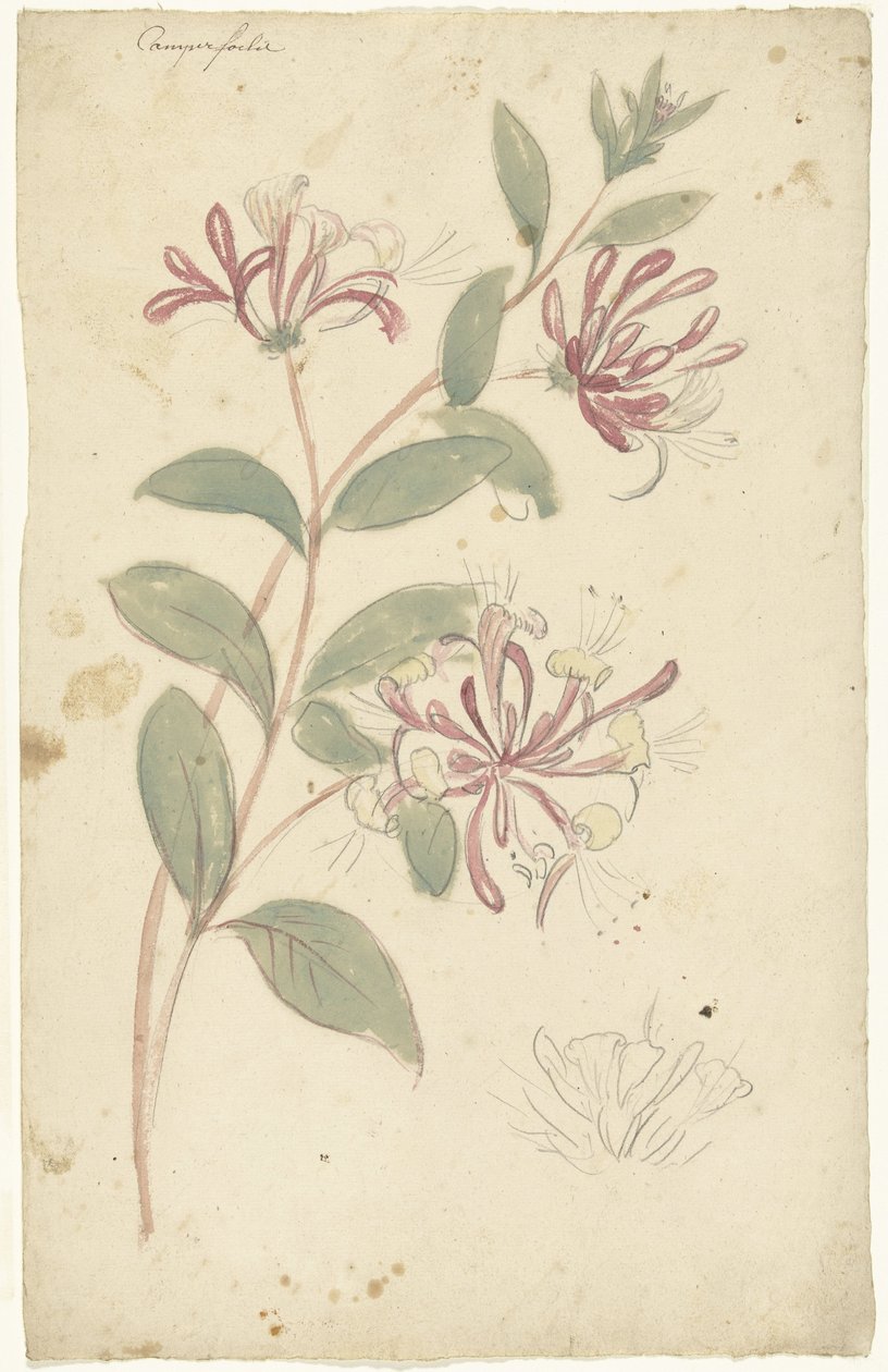 Madreselva de Elias van Nijmegen