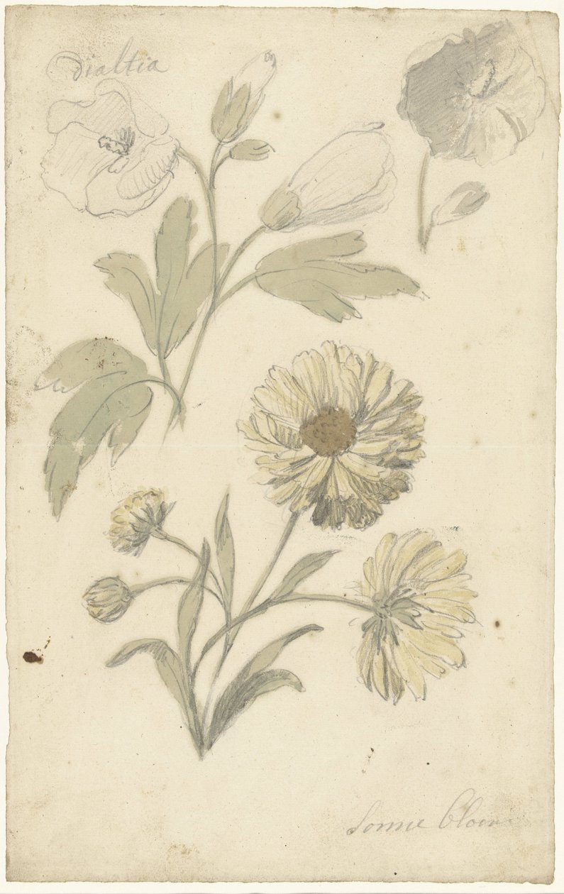 Estudios sobre el girasol y la dialtia de Elias van Nijmegen