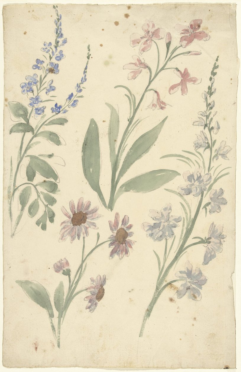 Cuatro estudios de flores rosas y azules de Elias van Nijmegen
