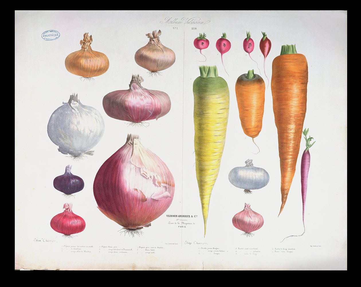 Cebollas, Rábanos y Zanahorias, del primer Álbum Vilmorin, 1850 de Elisa Champin