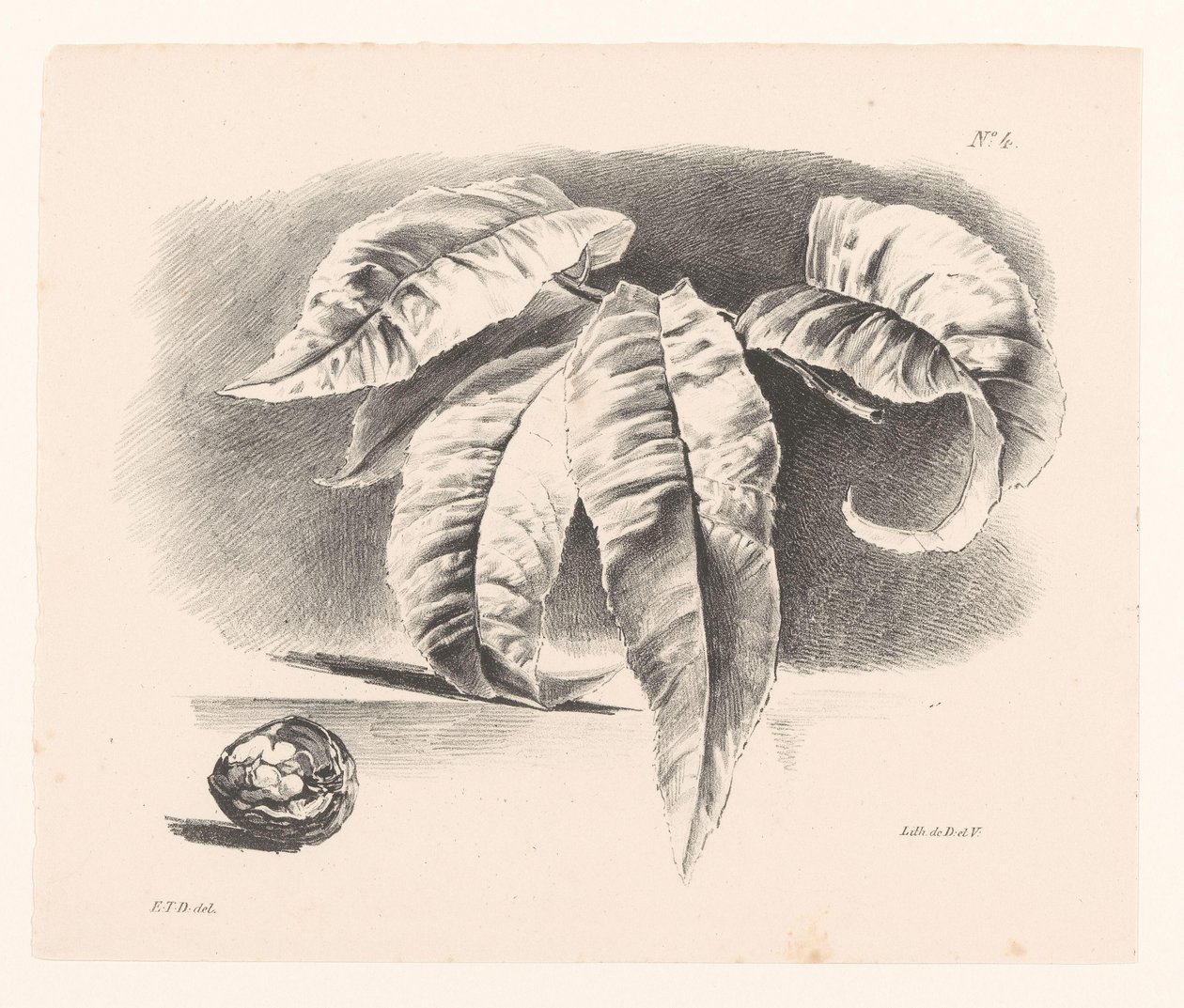 Bladeren en walnoot
Principios de las flores y los frutos para el uso de los comensales (título de la serie) de Elise Therèse Daiwaille