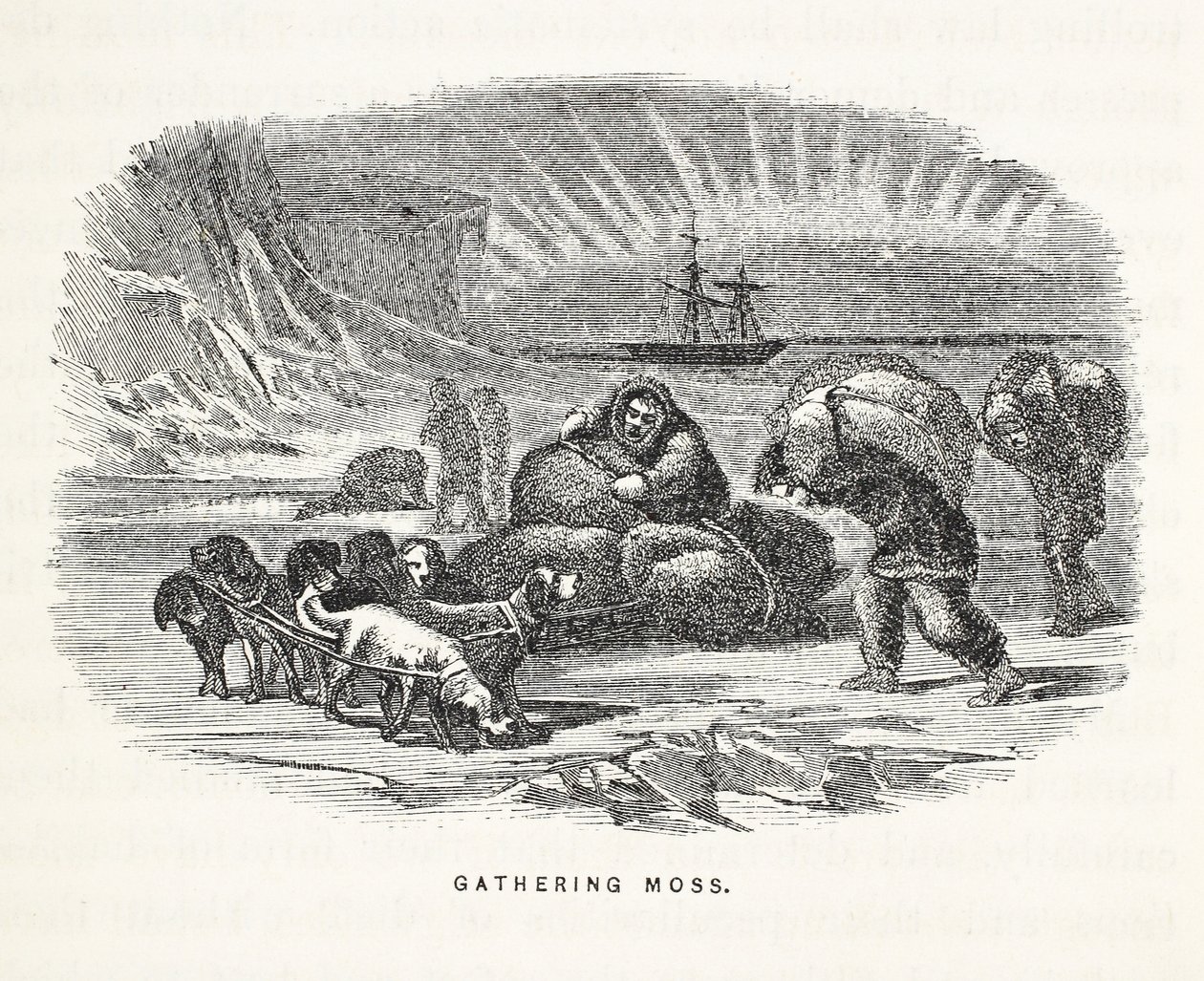 Recolección de musgo, ilustración de 