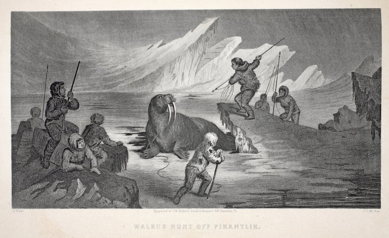 Caza de morsas en Pikantlik, ilustración de 