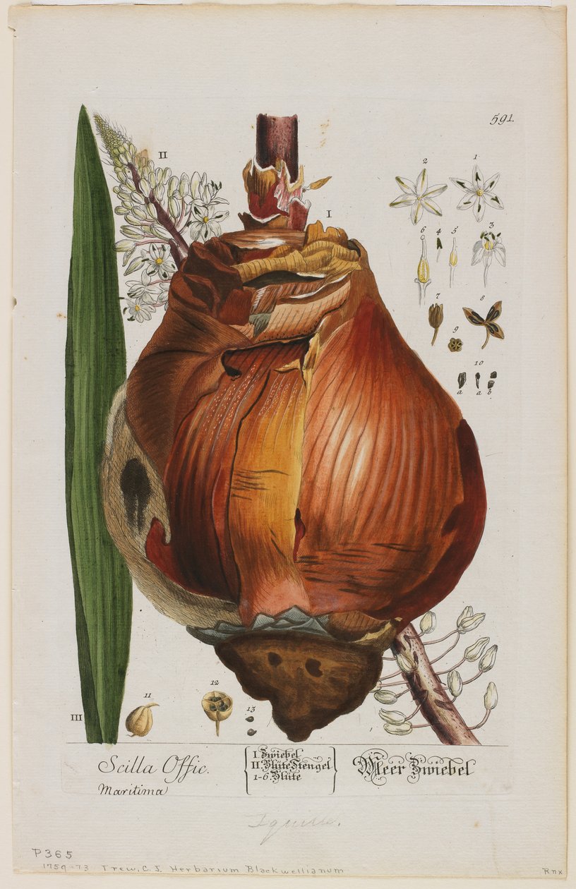 Scilla Offic, 1757-73 de Elizabeth Blackwell