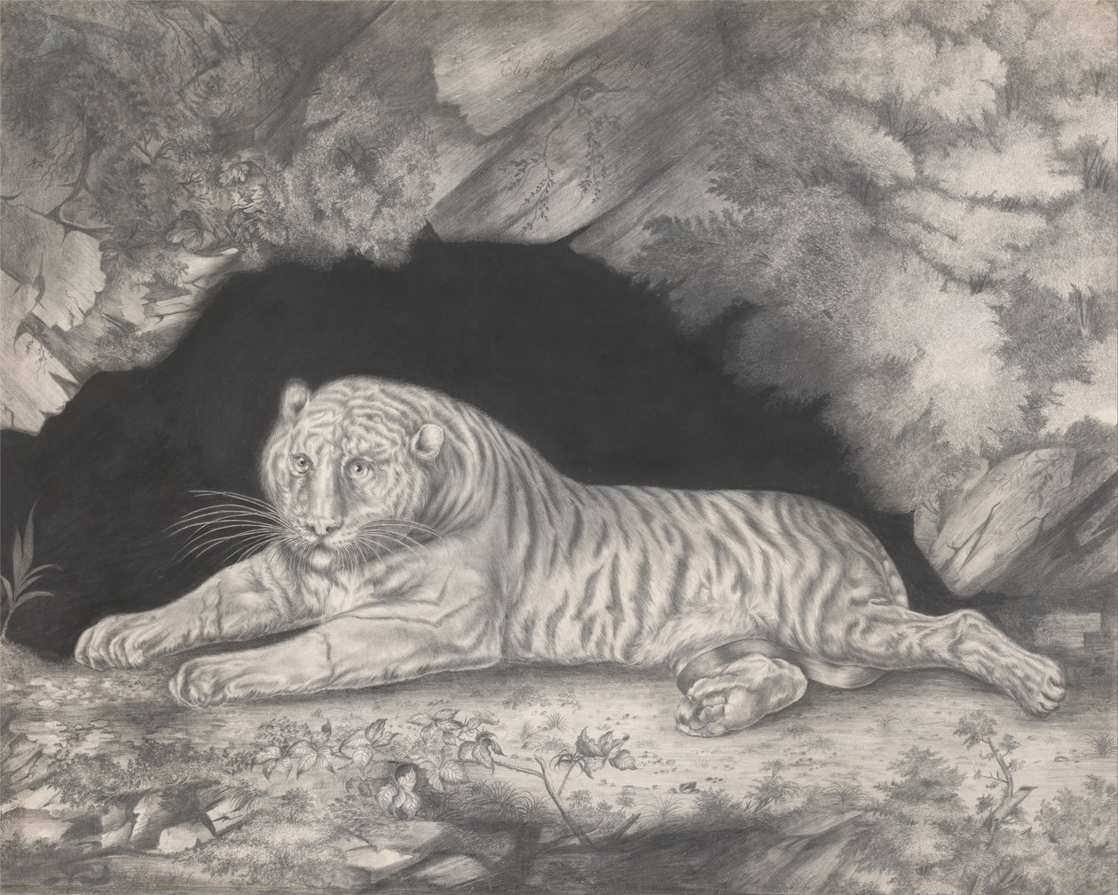 Un tigre acostado en la entrada de una cueva de Elizabeth Pringle