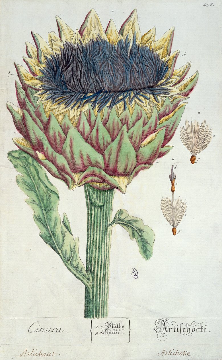 Alcachofa, de 