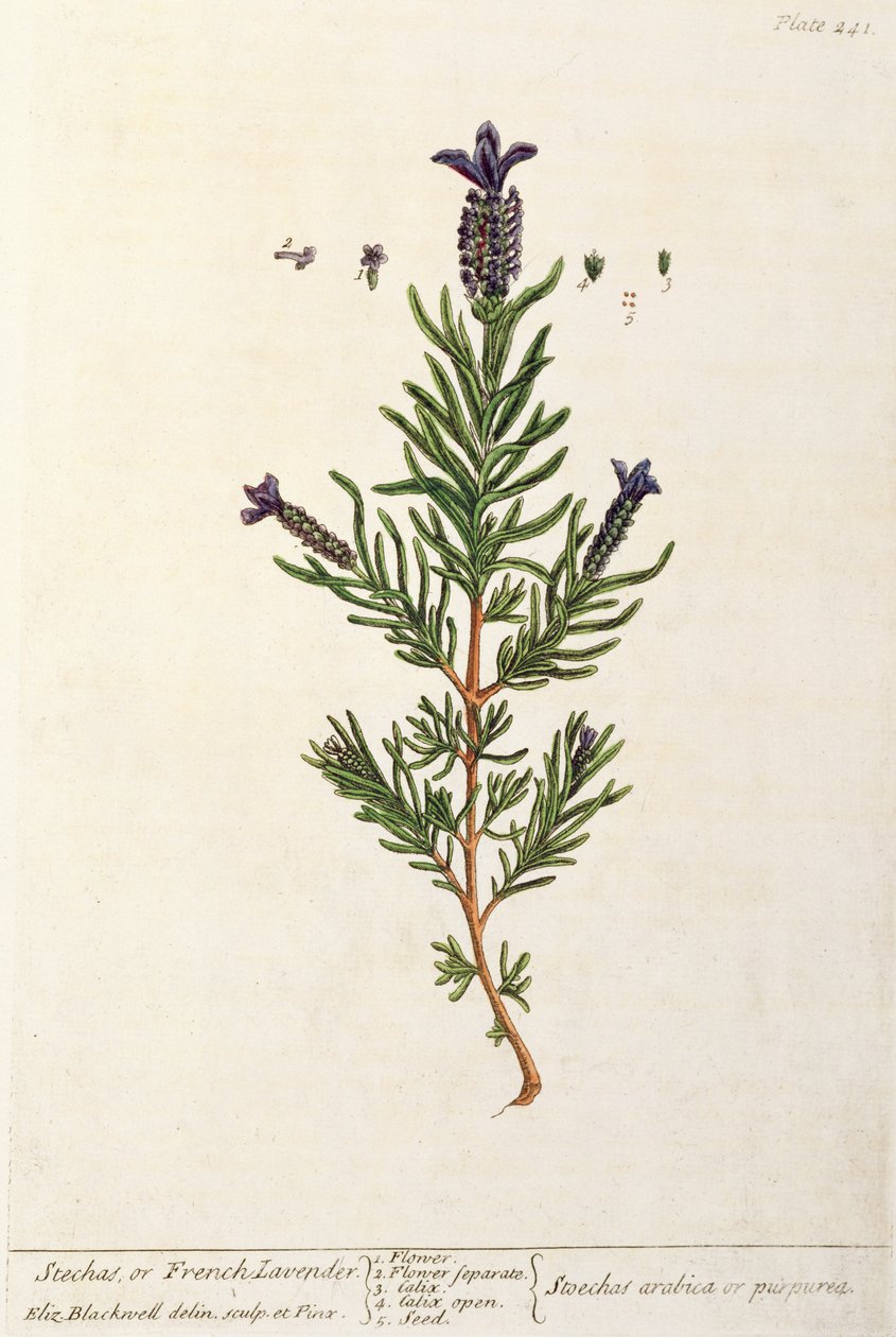 Lavanda francesa, lámina 241 de 