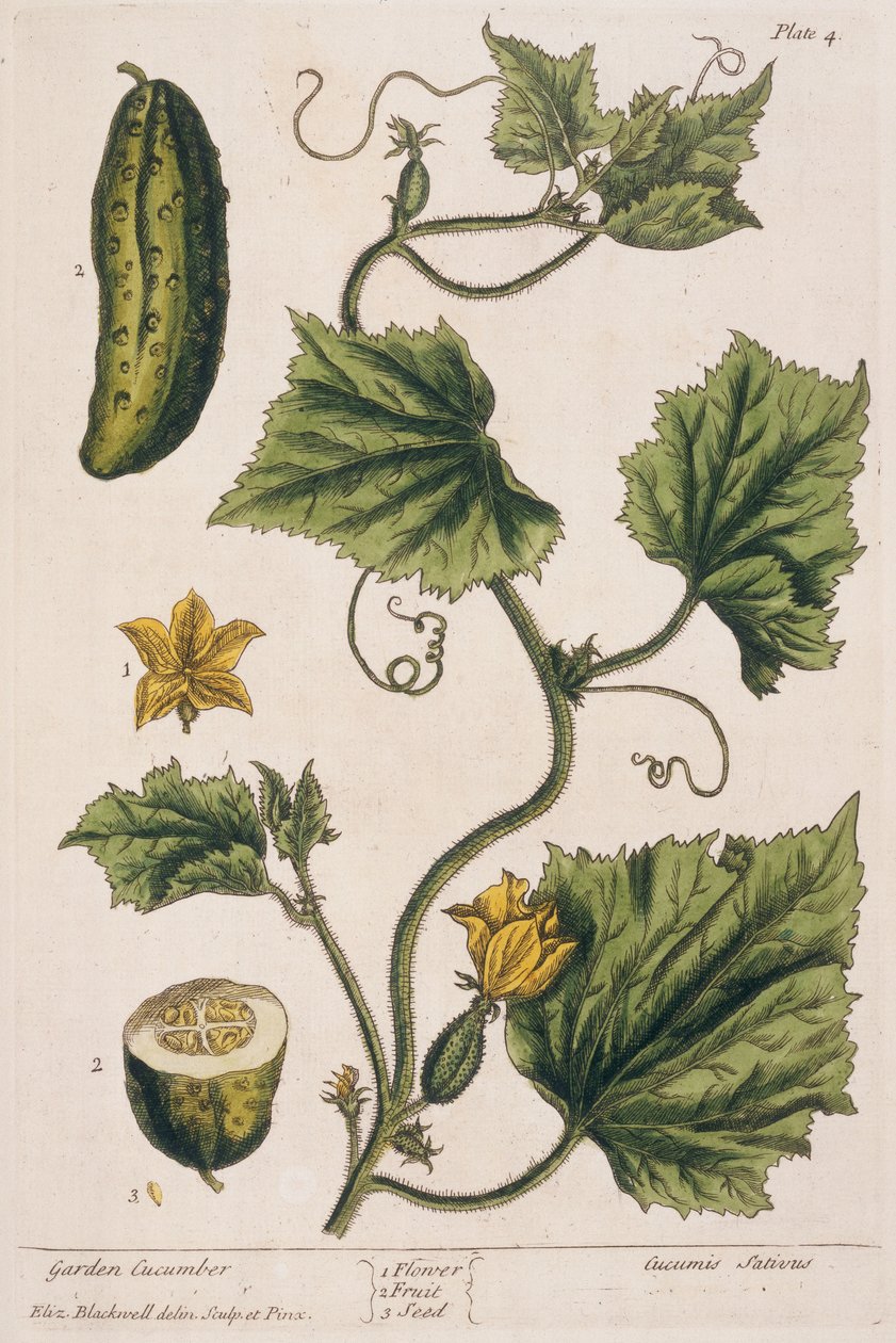 Pepino de jardín, lámina 4 de 