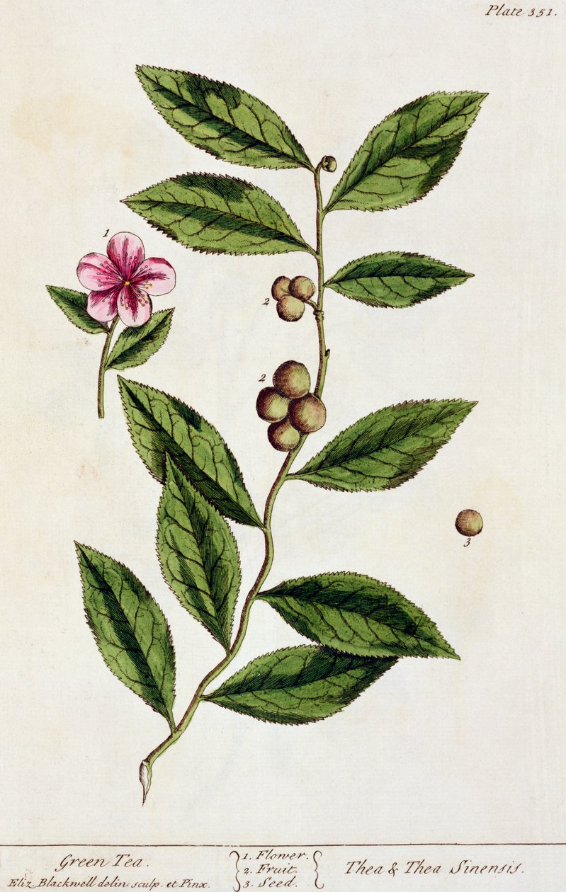 Té verde, lámina 351 de 