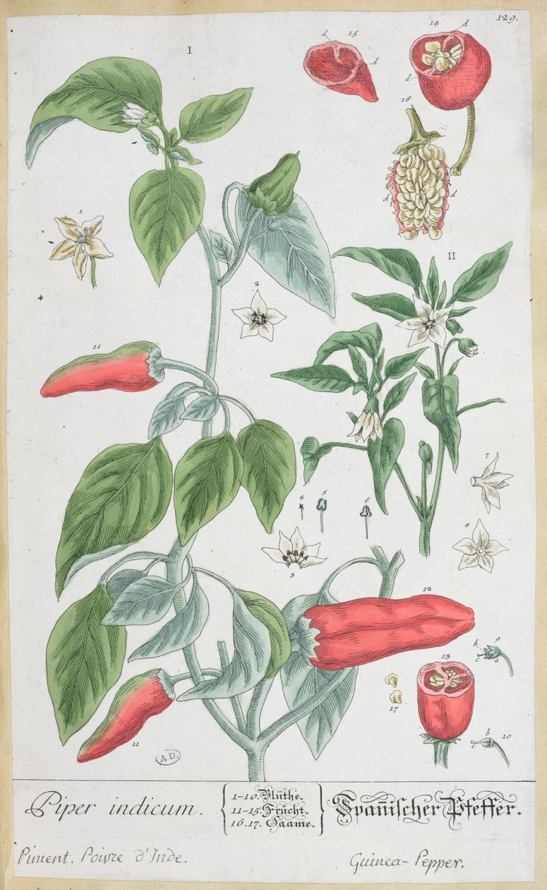 Pimienta de Guinea (Piper Indicum) lámina 129 de la edición alemana de 