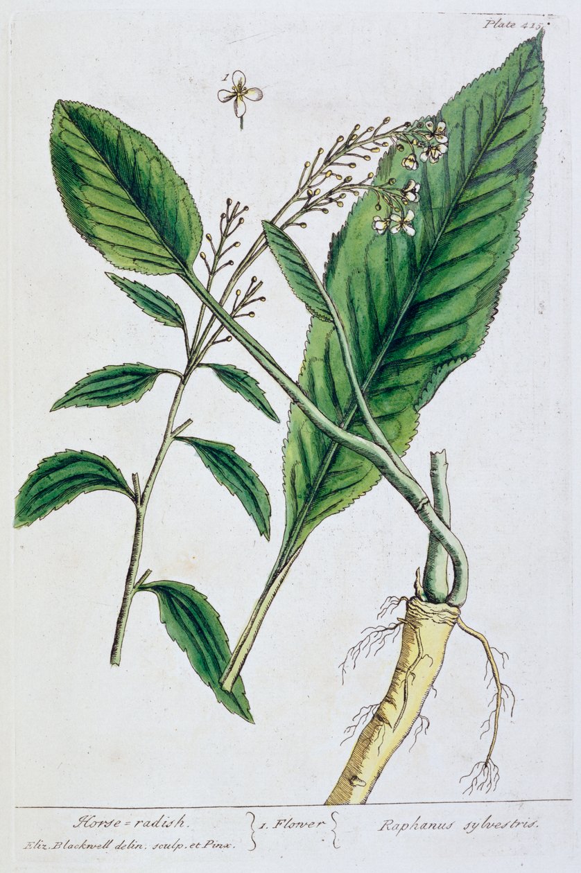 Rábano picante de Elizabeth Blackwell