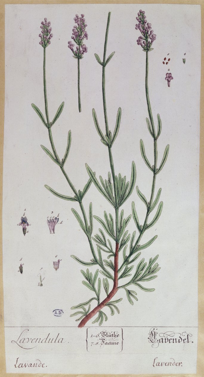 Lavanda, lámina de 