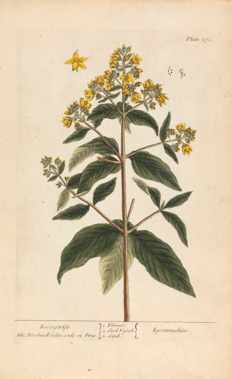 Lysimachia (Loosestrife), lámina 278 de "A Curious Herbal", volumen II, Londres, 1737 de Elizabeth Blackwell