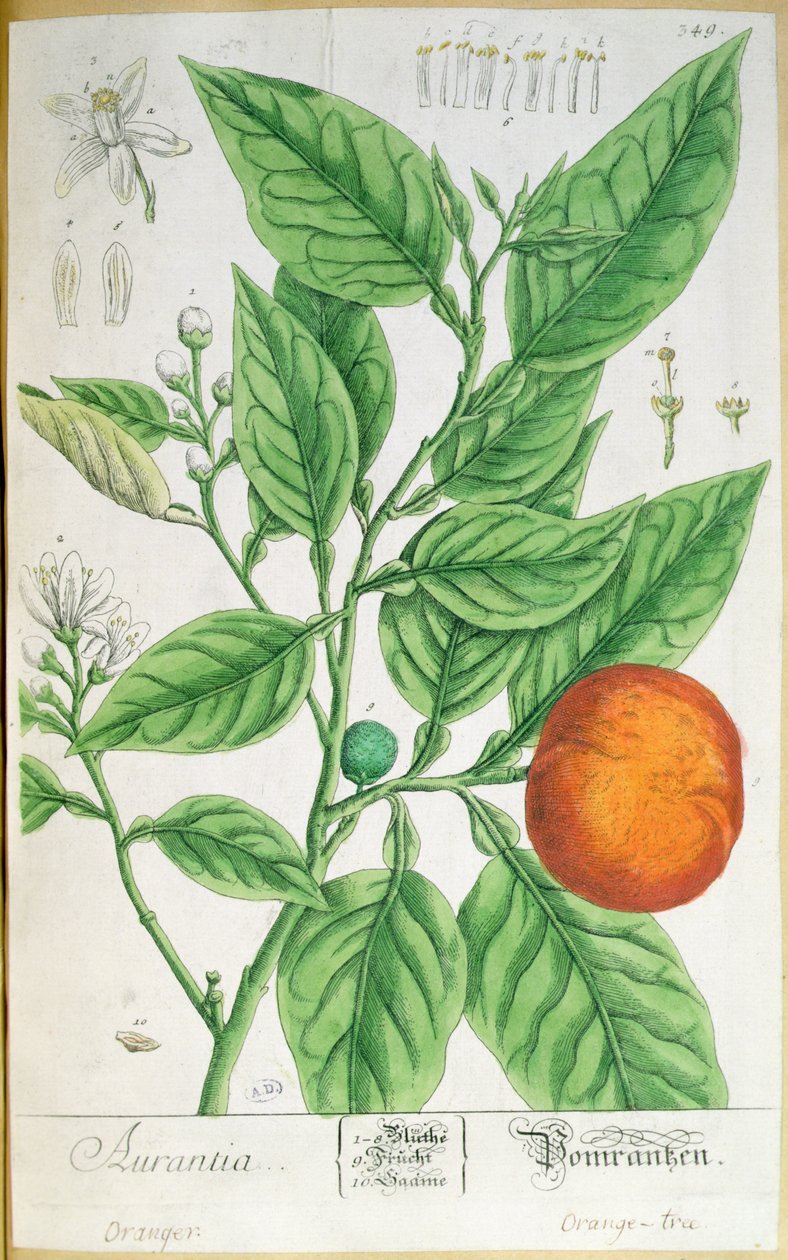 Rama de naranja con fruta, de 