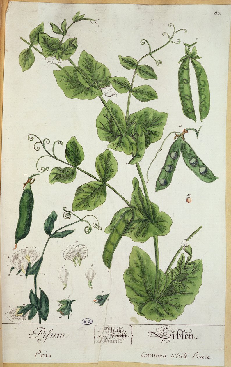 Guisante, lámina de 