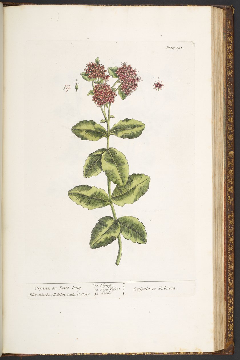 Placa 191, Orpine o Live-Long, de 