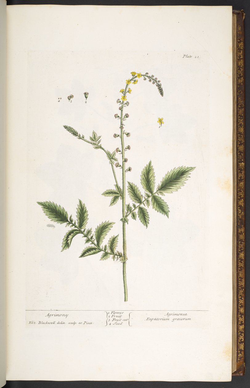 Placa 21, Agrimony, de 