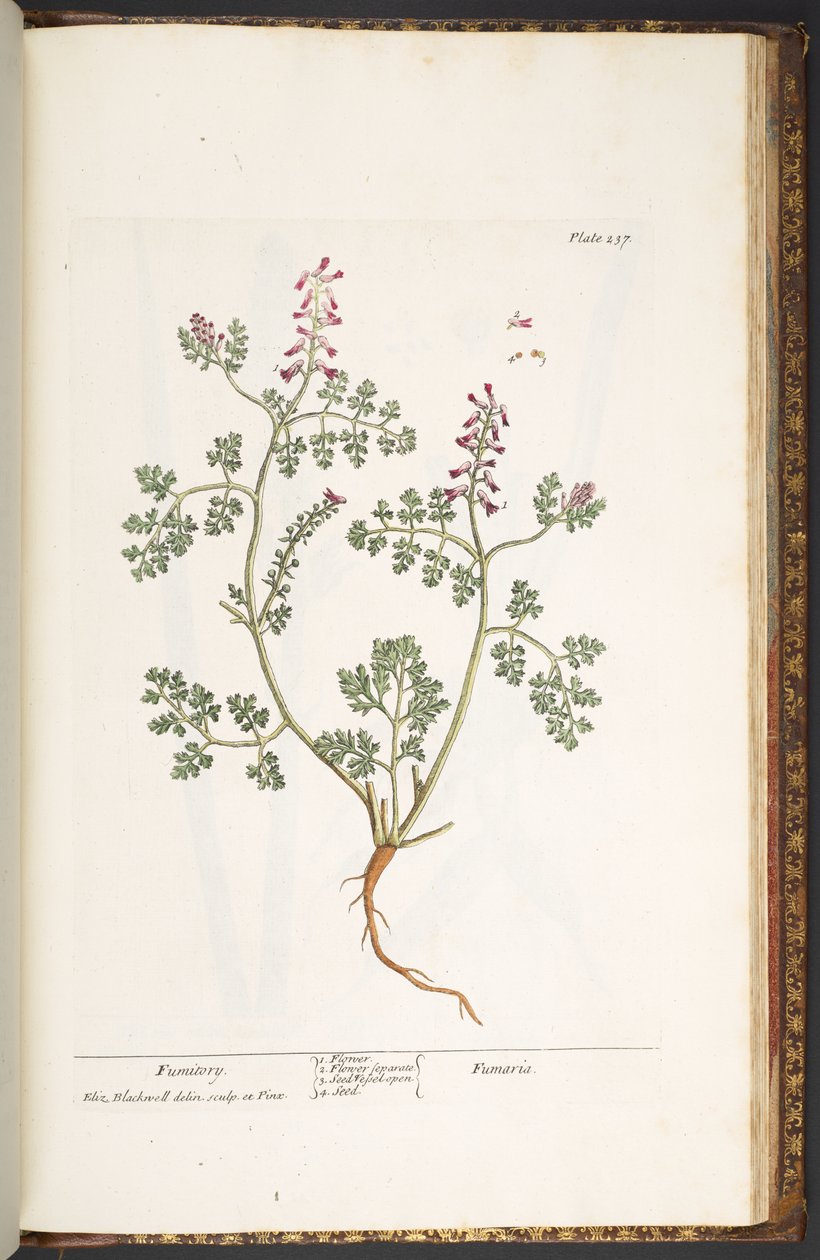 Placa 237, Fumitory, de 
