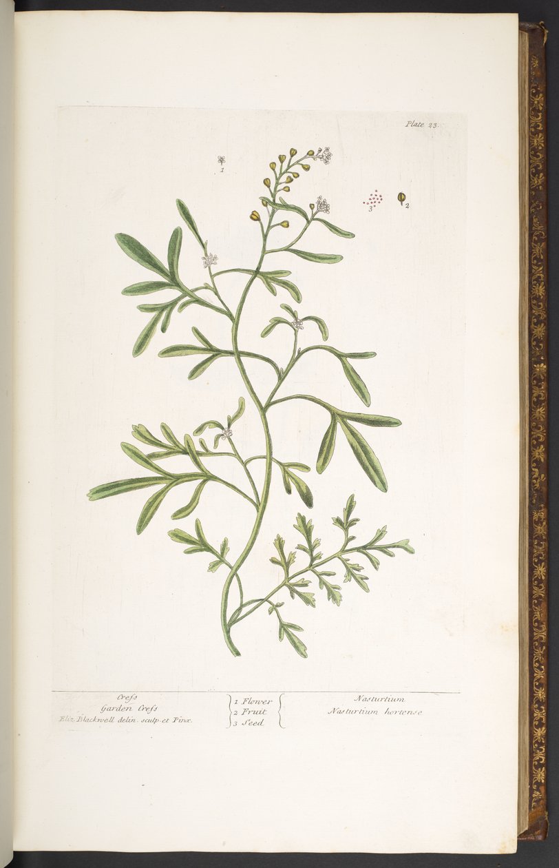 Placa 23, Garden Cress, de 