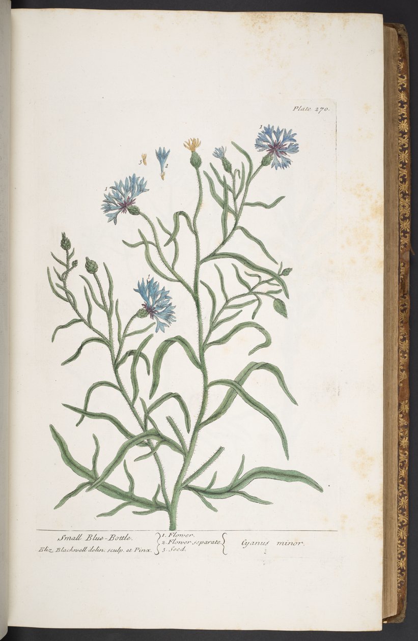Plate 270, Small Blue-Bottle, de 