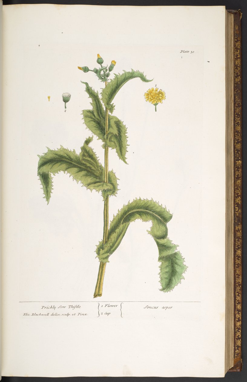 Placa 30, Prickly Son Thistle, de 