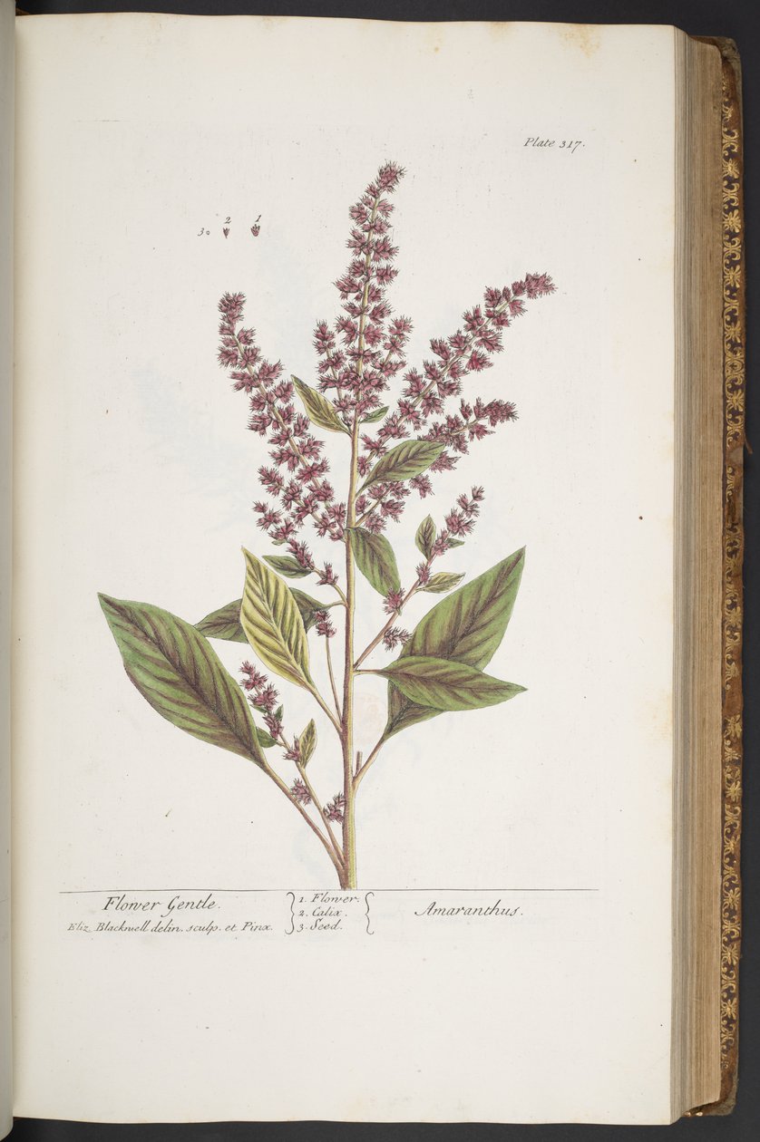 Lámina 317, Flor Suave o Amaranthus, de 