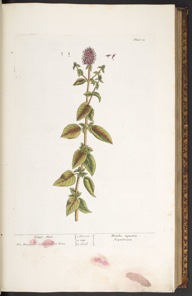 Lámina 32, Water Mint, de 