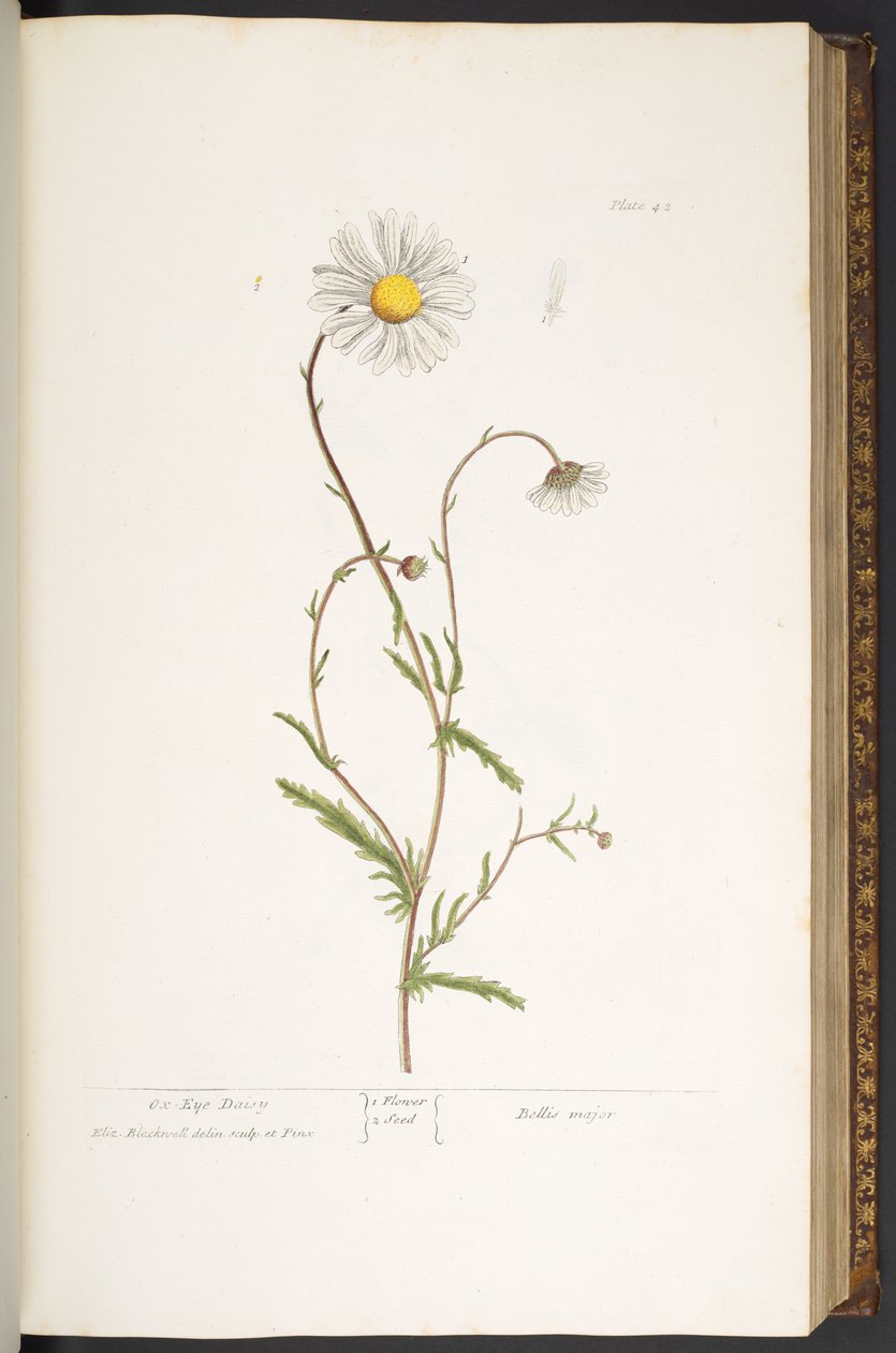 Placa 42, Ox-Eye Daisy, de 