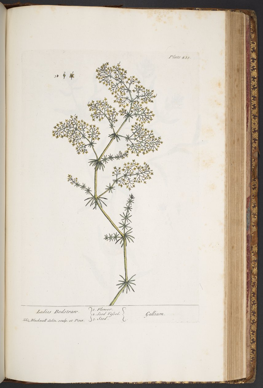 Lámina 435, Damas Bedstraw, de 