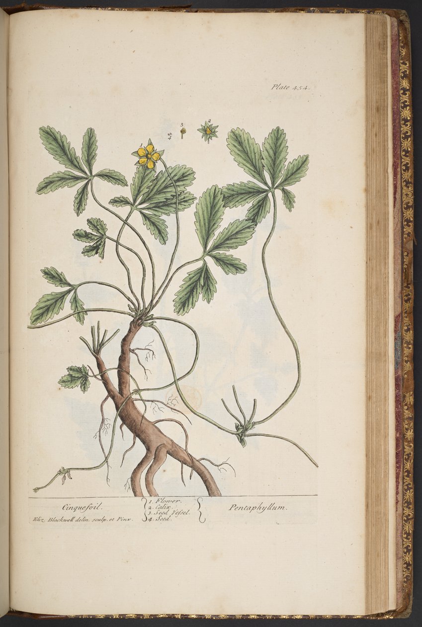 Placa 454, Cinquefoil, de 